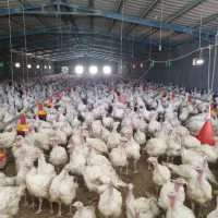 گوشت بوقلمون وبوقلمون زنده