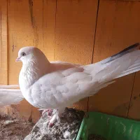 کبوتر|پرنده|قم, علی آباد سعدگان|دیوار