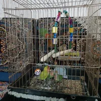 طوطی برزیلی و جوجه|پرنده|کرمانشاه, |دیوار