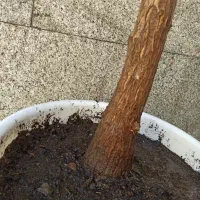 یوکا،تنه درختی|گل و گیاه طبیعی|دهدشت, |دیوار