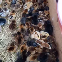 جوجه محلی یک روزه