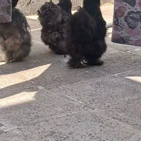 مرغ و خروس|حیوانات مزرعه|نسیم‌شهر, |دیوار