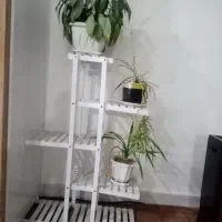 استند گل|گل و گیاه طبیعی|یاسوج, |دیوار