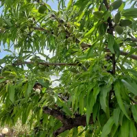 باغ سیخ دارنگون پرژور احرار نرگس متراژ 1800متر|فروش خانه و ویلا|شیراز, دارالرحمه|دیوار