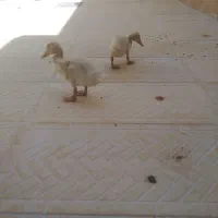 اردک