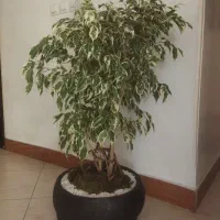 بنجامین بونسای سه تایی