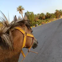 کره نریان فروشی|اسب و تجهیزات اسبسواری|گنبکی, |دیوار