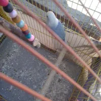 طوطی برزیلی۴۵۰ نر|پرنده|سنندج, |دیوار