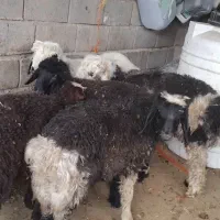 بره چاق کشتاری