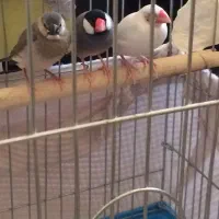 فنچ مصری مولد باجوجه۱۵۰۰|پرنده|بندر ماهشهر, |دیوار