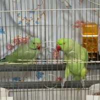 جفت ملنگو  مولد معاوضه هم دارم