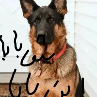 توله ۵ ماه ژرمن باهوش ماده