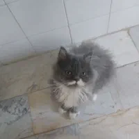 بچه گربه پرشین اگزاتیک راشن بلو