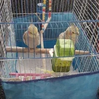 عروس هلندی نر و ماده