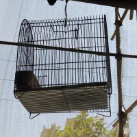 سهره|پرنده|تهران, درختی|دیوار