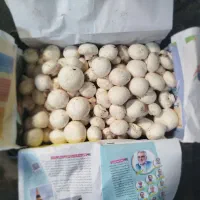 فروش قارچ سوپر