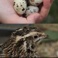 بلدرچین تخم گزار