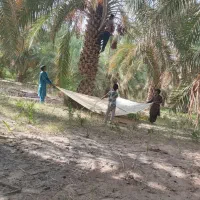 جیوه پیوزی