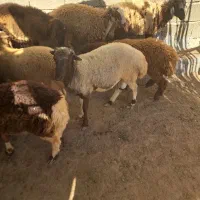 بره نروماده فروشی