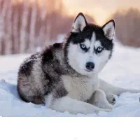 هاسکی پیدا شده