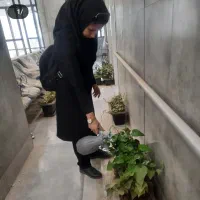 خدمات باغبانی و کارشناسی( دارای مدرک گیاهپزشکی)|خدمات باغبانی و درختکاری|تهران, ایران|دیوار