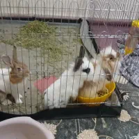 فروش فوری سه خرگوش نر وماده