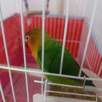 طوطی  شیفر برزیلی دست آموز