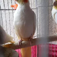 عروس هلندی آواز خوان