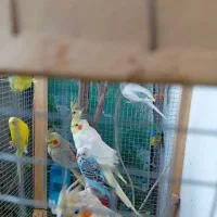 عروس هلندی مولد