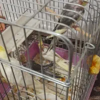 عروس هلندی|پرنده|محمدشهر, شهرک پیام (مهرالبرز)|دیوار