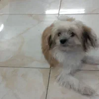 فروش سگ شیتزو تریر ۴ ماه