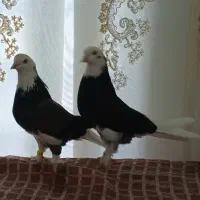 کفتر گوره ناب ((پرشی هست))