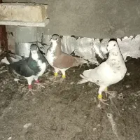 درود، خوشرنگ سیاه و سرخ و سرور سده لنجان