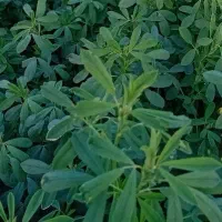 یونجه چین دوم سه چهار