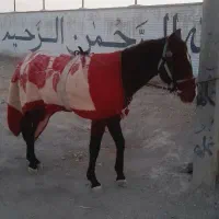 کره اسب|اسب و تجهیزات اسب‌سواری|مشهد, شهرک شهید باهنر|دیوار