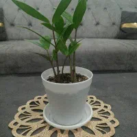 گل زاموفیلیا|گل و گیاه طبیعی|ارومیه, |دیوار