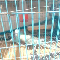 مرغ عشق|پرنده|بندر ماهشهر, |دیوار