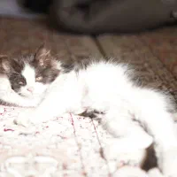 واگذاری گربه|گربه|تبریز, |دیوار