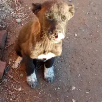 سگ محلی|سگ|بناب, |دیوار