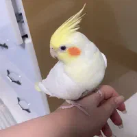 دو جفت عروس هلندی نر و ماده