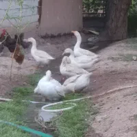 فروش قو غاز اصیل