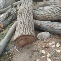 چوب باغی ساختمان ی چنگلی