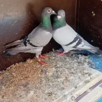 کفتر