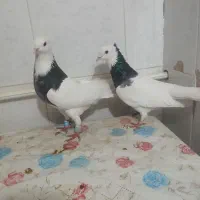 سینه ...|پرنده|بجنورد, |دیوار