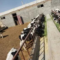 کوساله قطع شیر مناسب پروار|حیوانات مزرعه|اراک, |دیوار