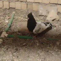 کبوتر کله سیاه|پرنده|مرودشت, ژیان|دیوار