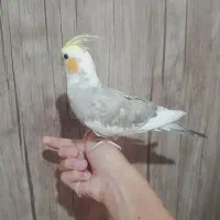 عروس هلندی ابلق|پرنده|بومهن, |دیوار