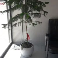 فروش واحد طبقه اول فول