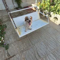 سگ اشپیتز پامر.و باکس سگ|سگ|اصفهان, ملکشهر|دیوار