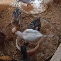 جوجه لاری اصیل